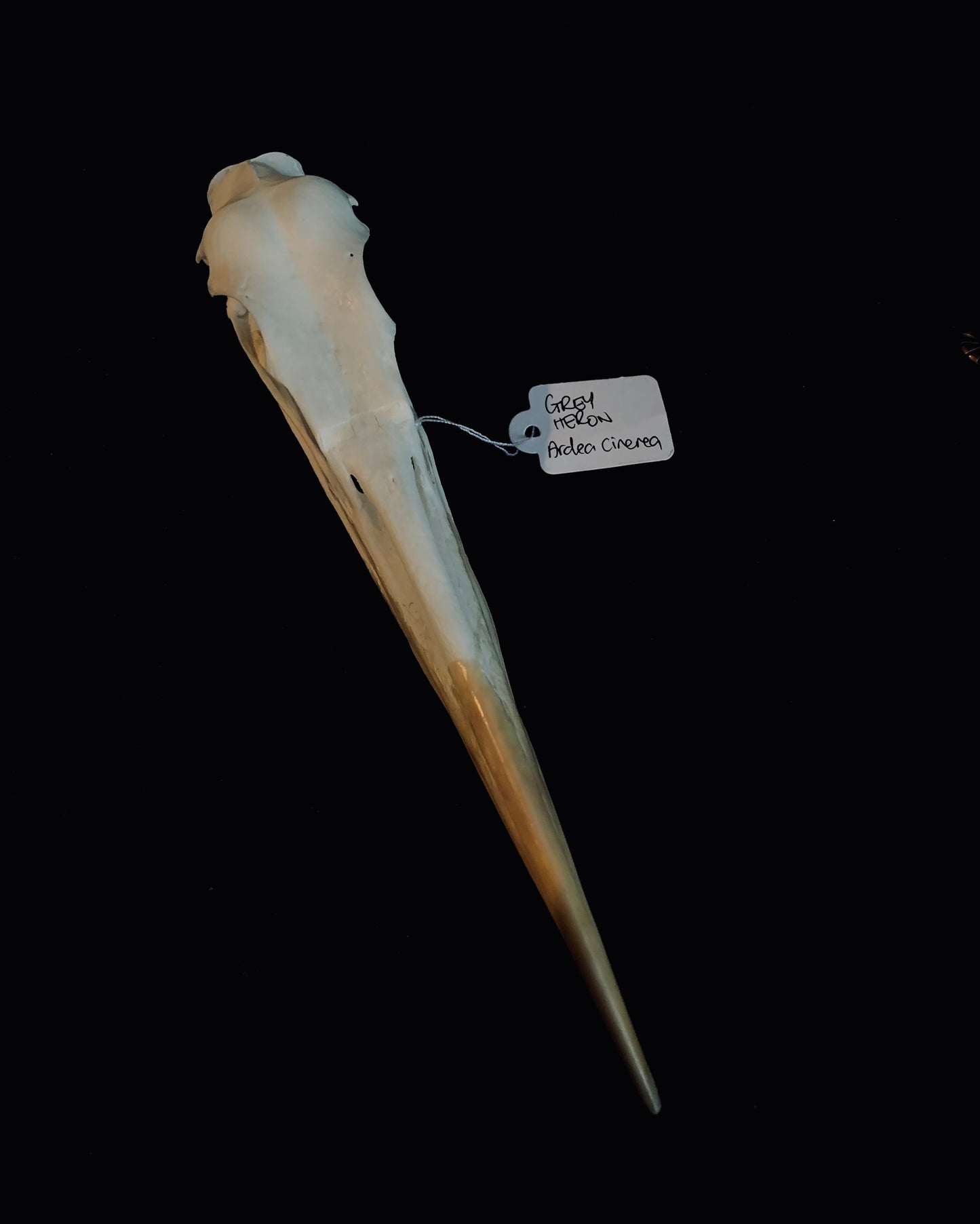 Grey Heron skull