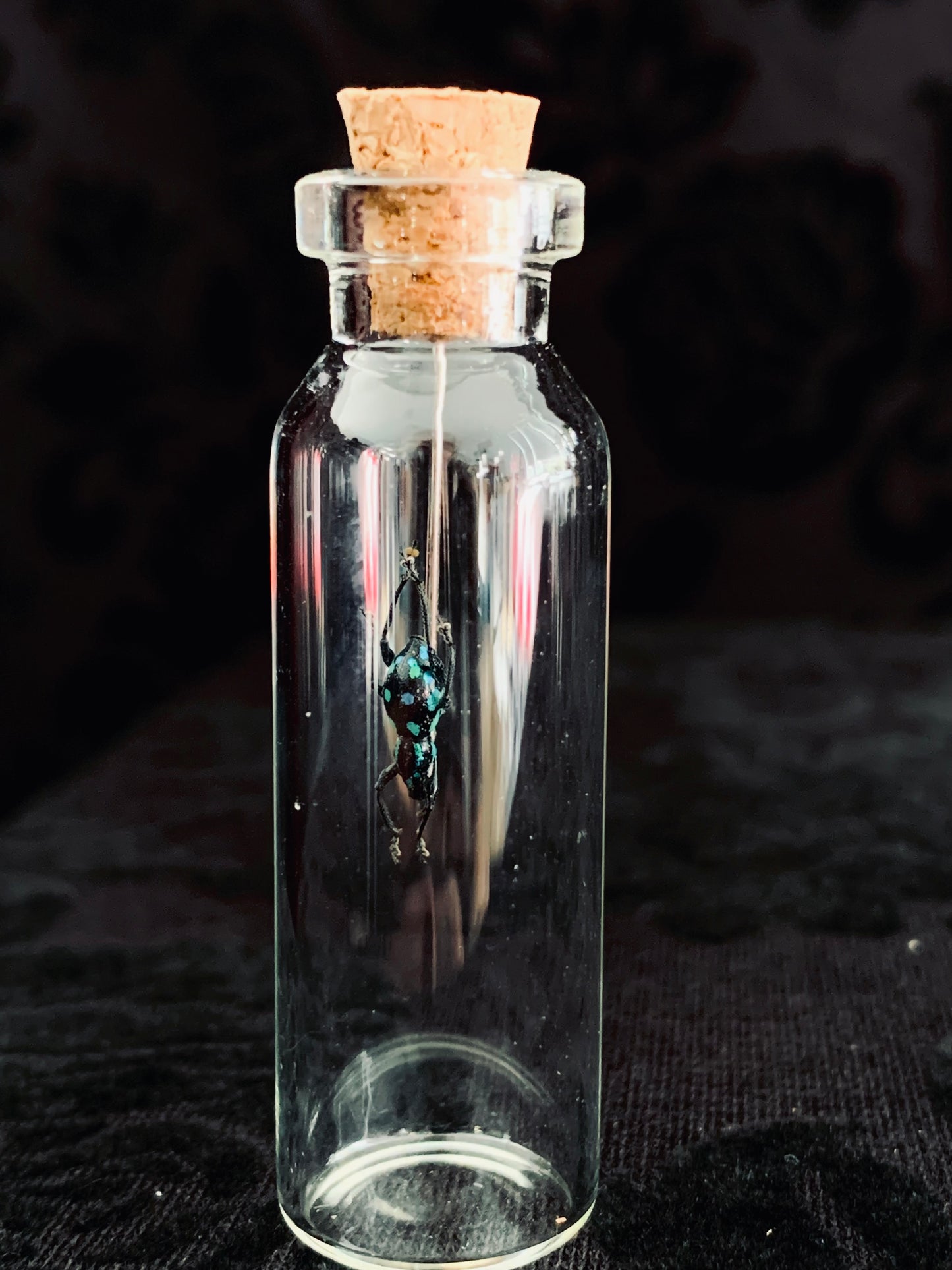 Metapocyrtus - Blue Spots mini curio jar