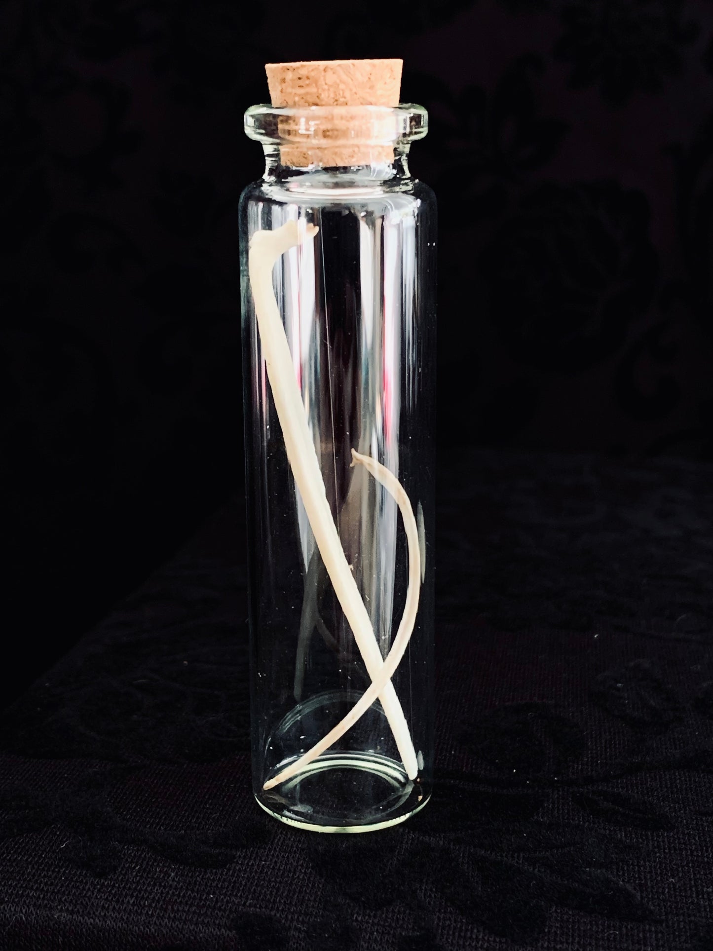 Bone curiosity jar