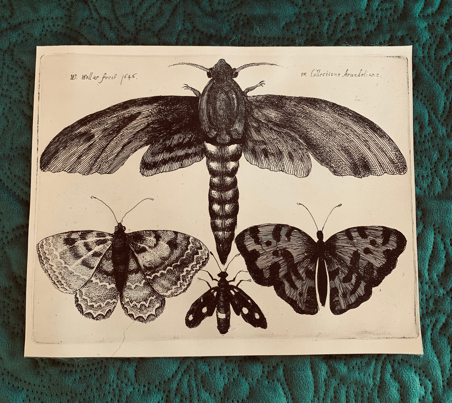 Moth canvas print