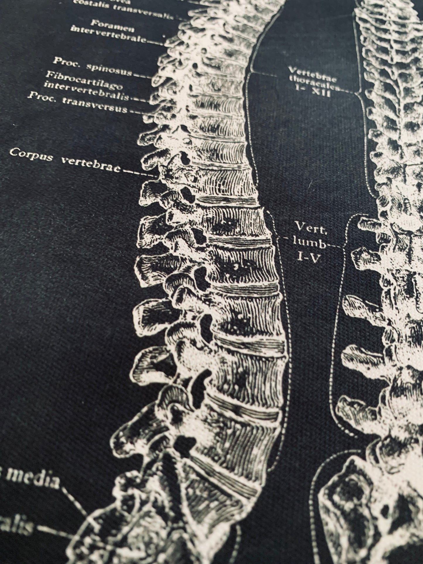 Anatomical spine canvas print