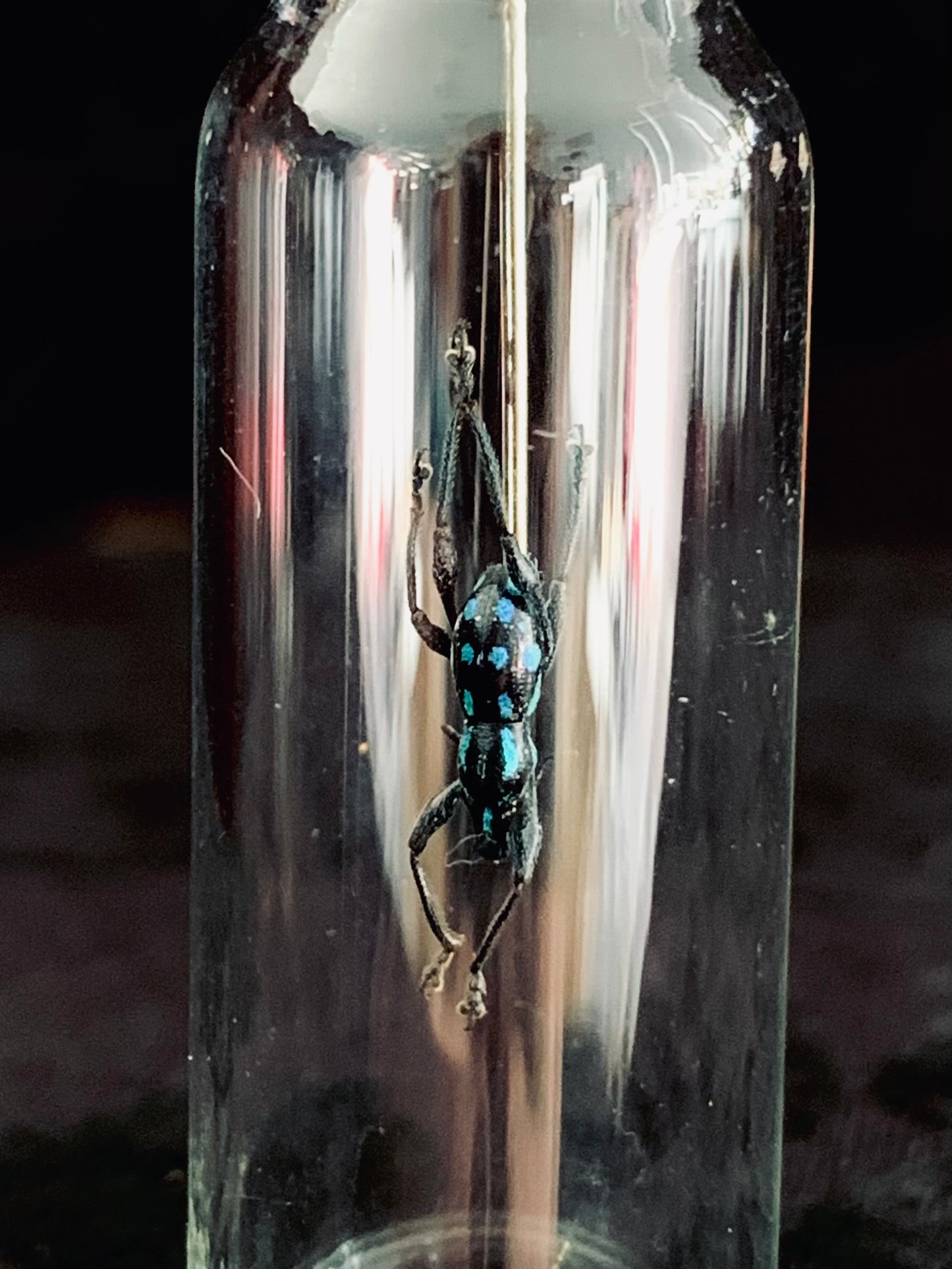 Metapocyrtus - Blue Spots mini curio jar