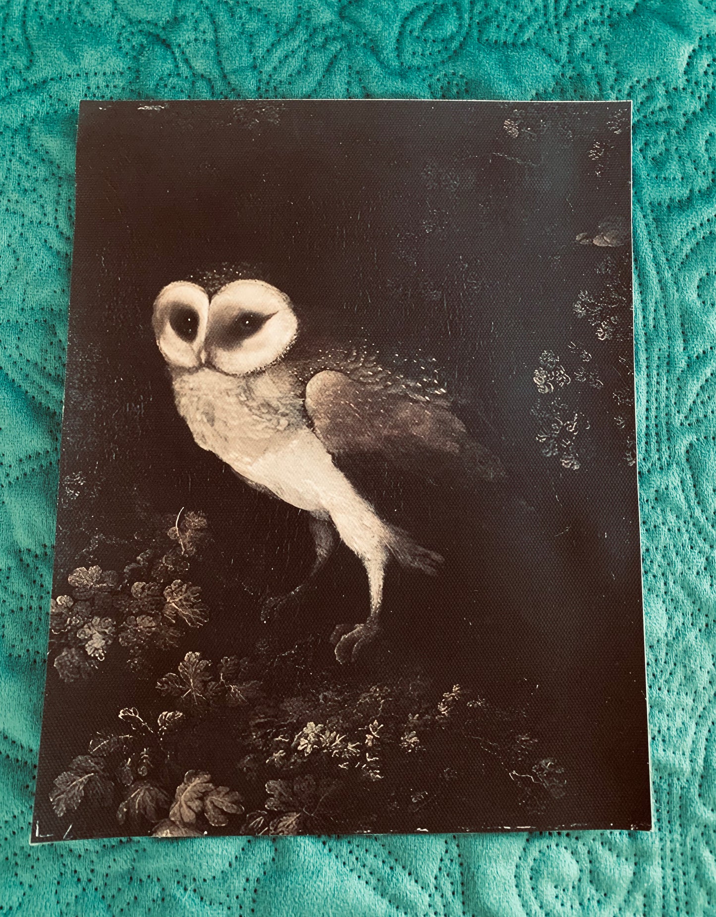 Owl canvas print
