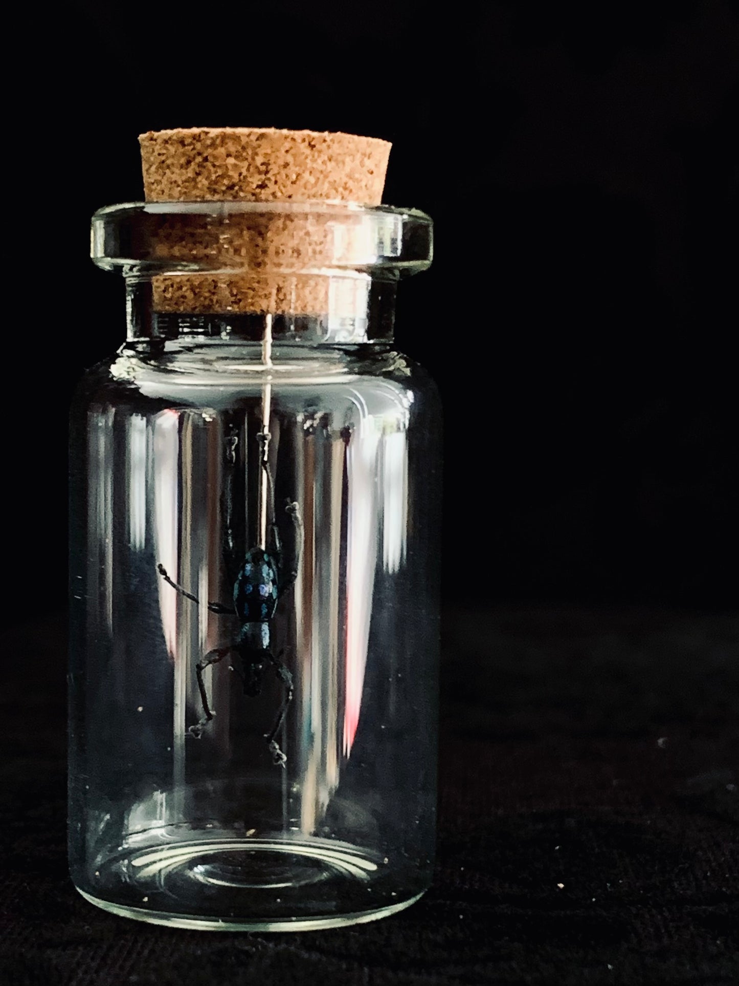 Metapocyrtus - Blue Spots mini curio jar