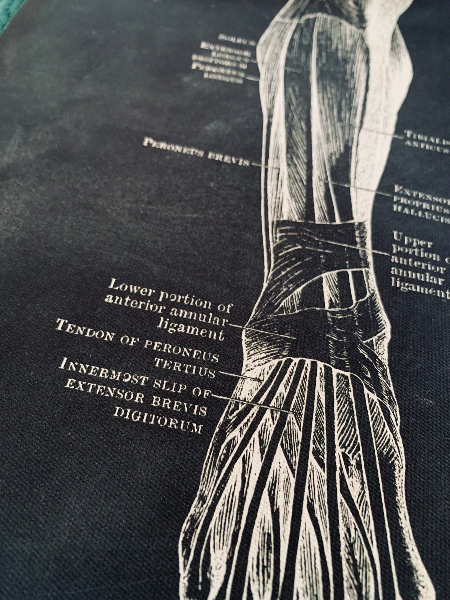 Anatomical leg canvas print