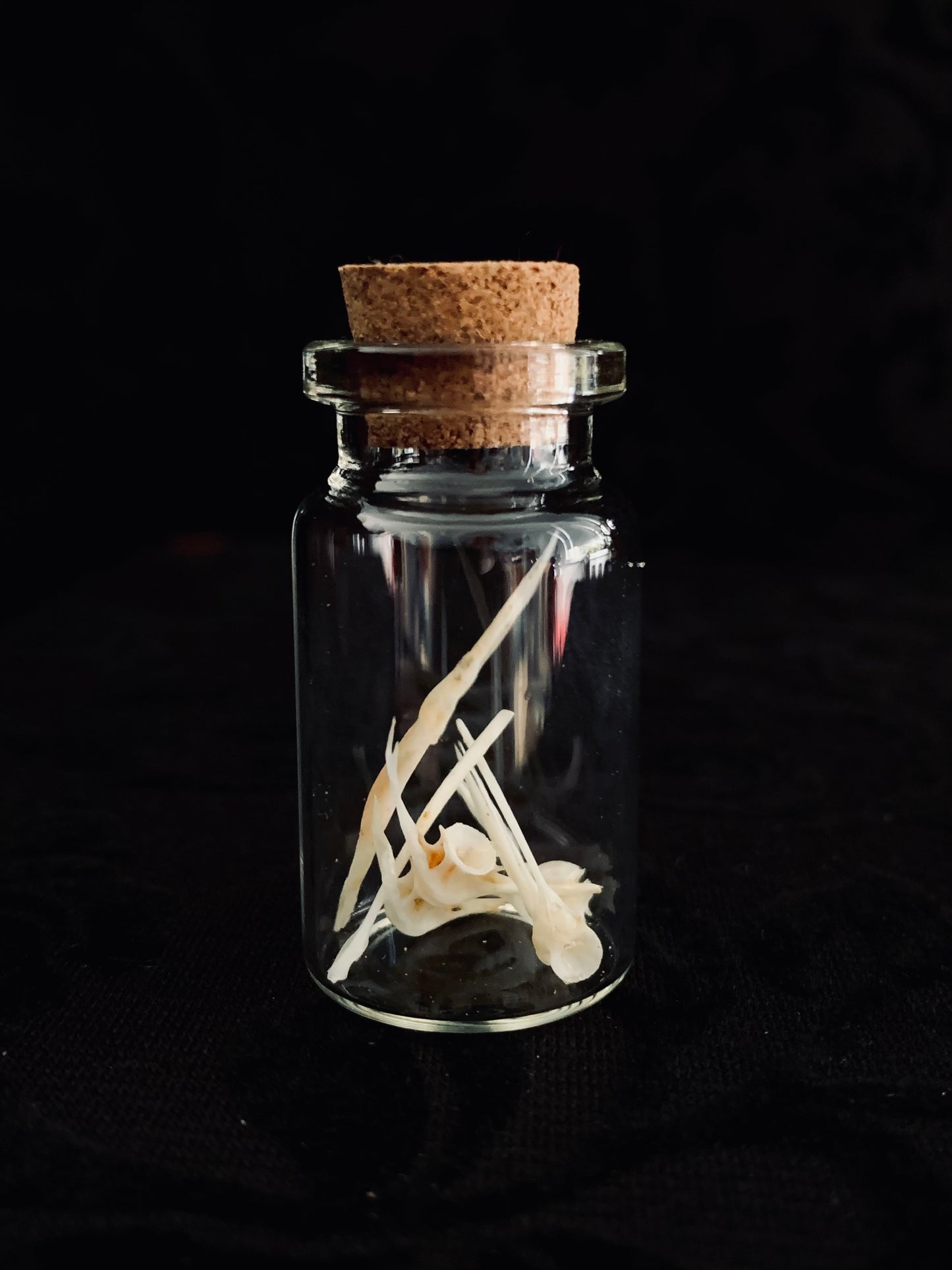 Mini Vertebrae curio jar - short