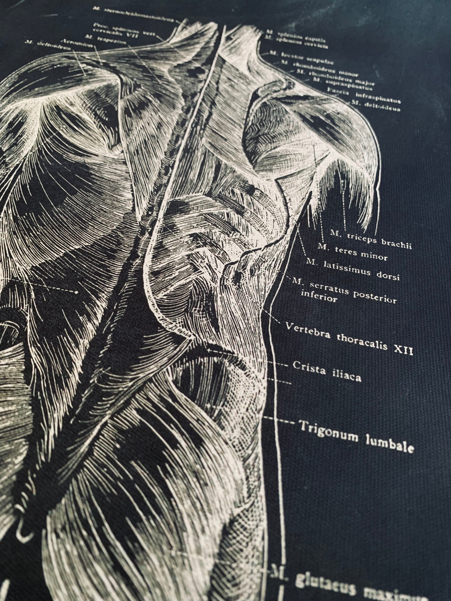 Anatomical back torso canvas print