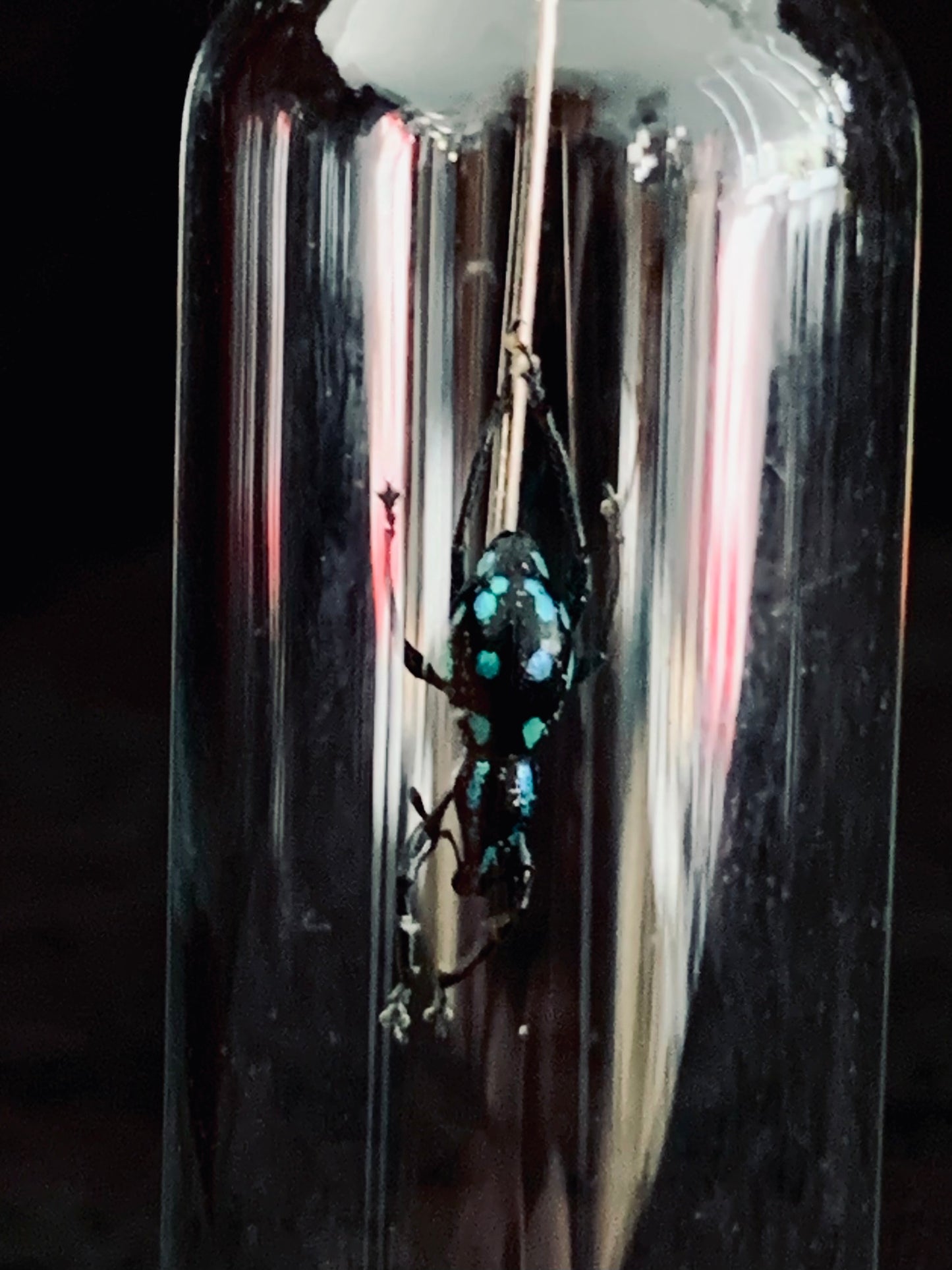 Metapocyrtus - Blue Spots mini curio jar