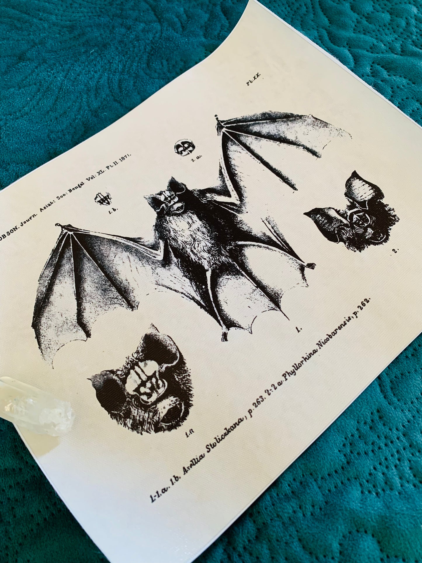 Bat canvas print