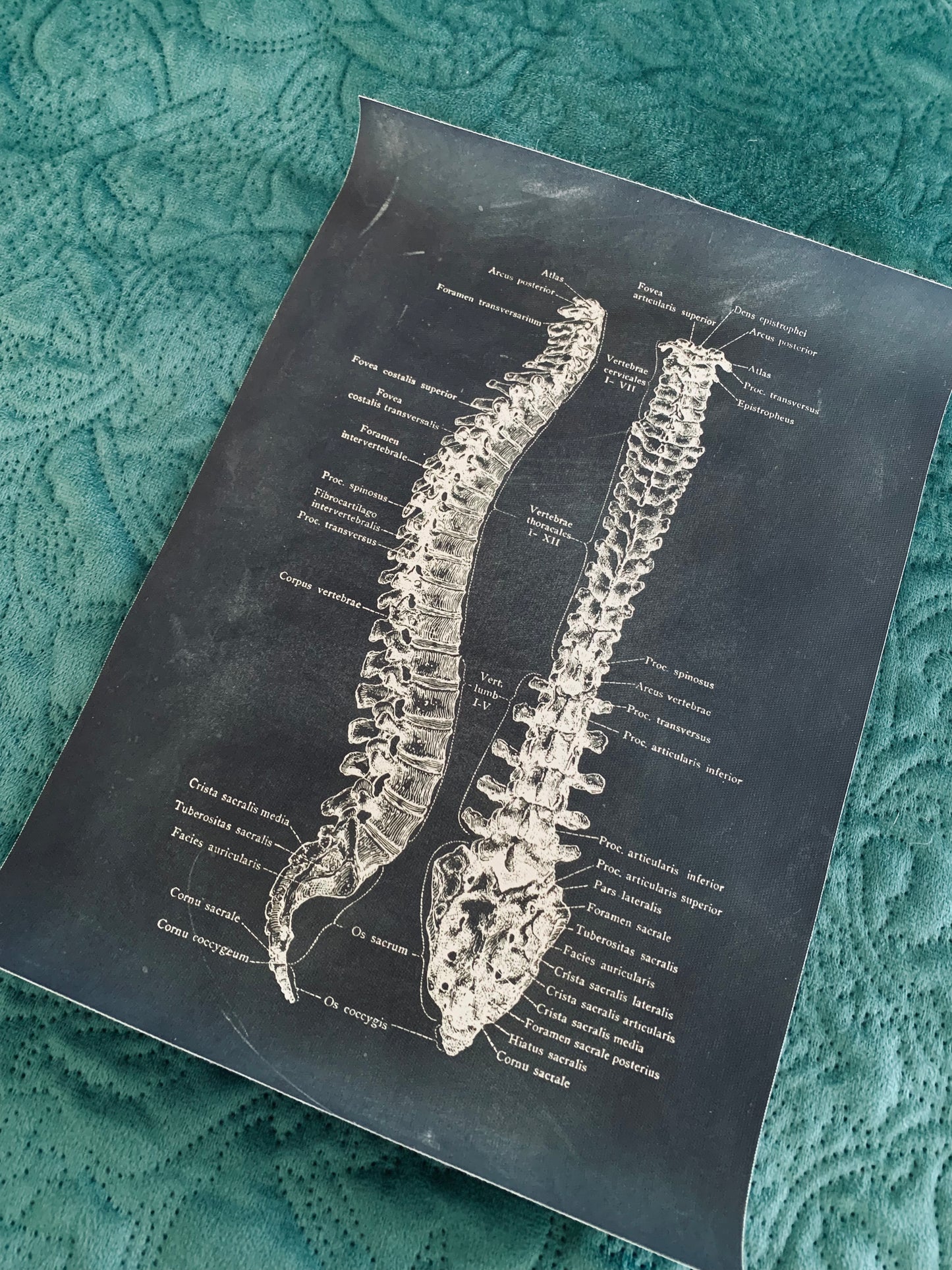 Anatomical spine canvas print