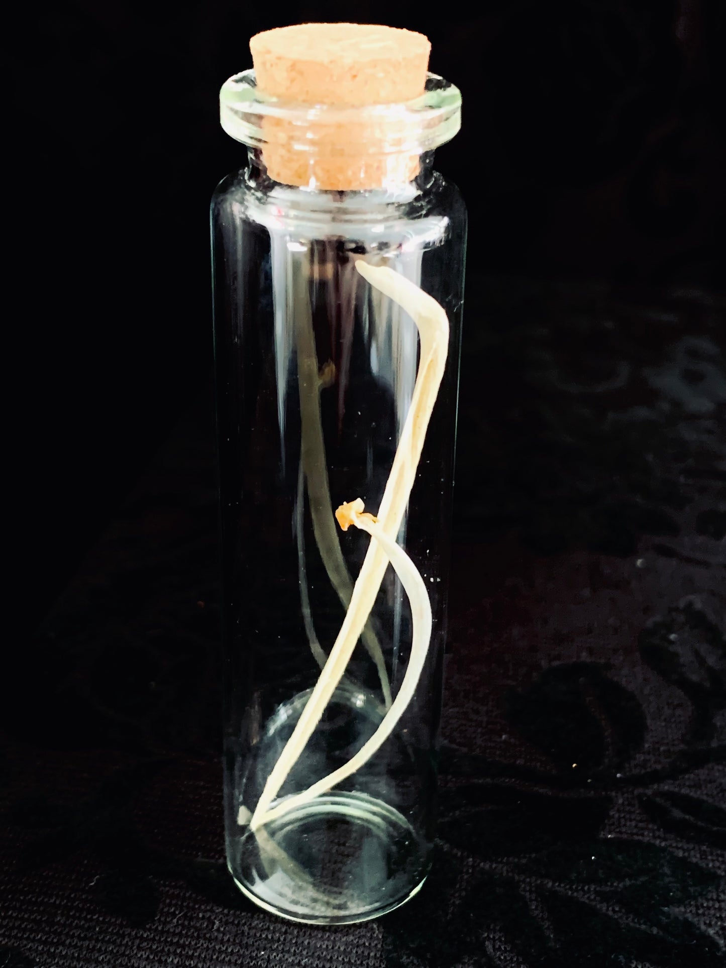 Bone curiosity jar