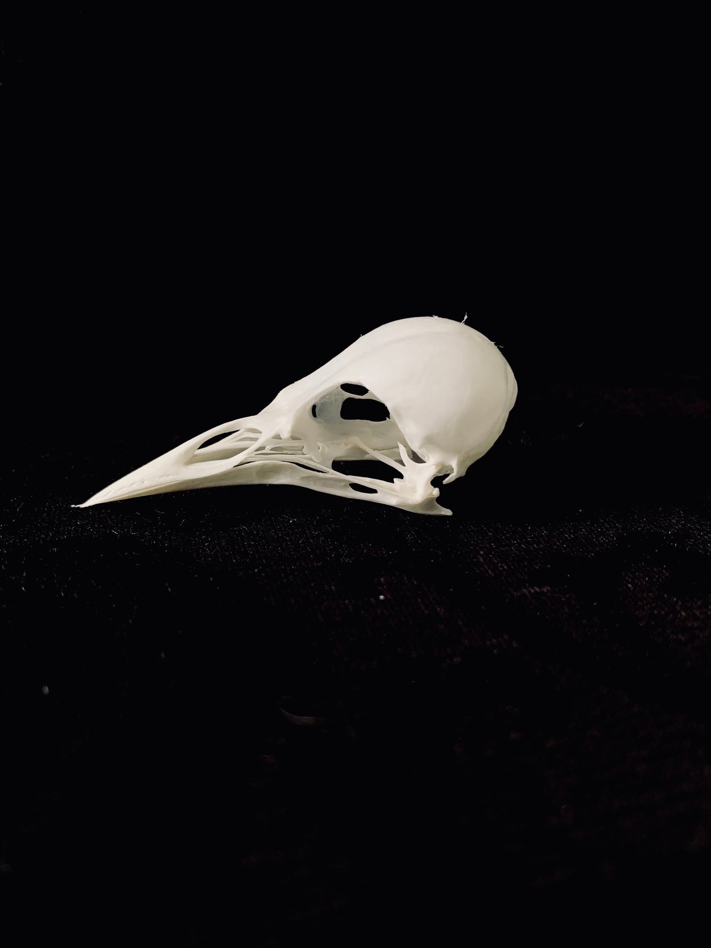Starling skull