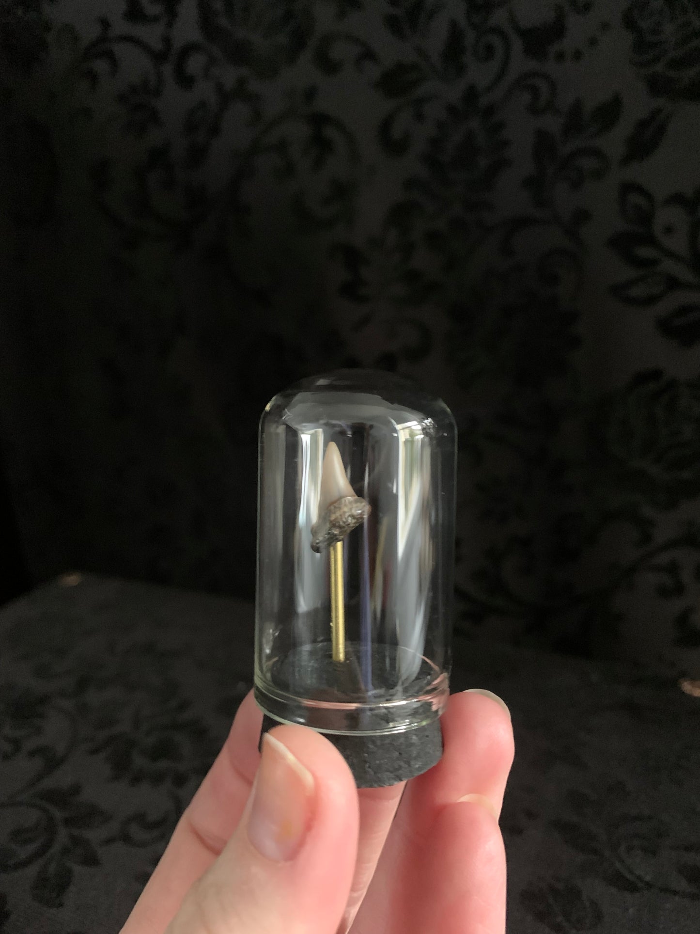 Fossilised shark tooth mini dome