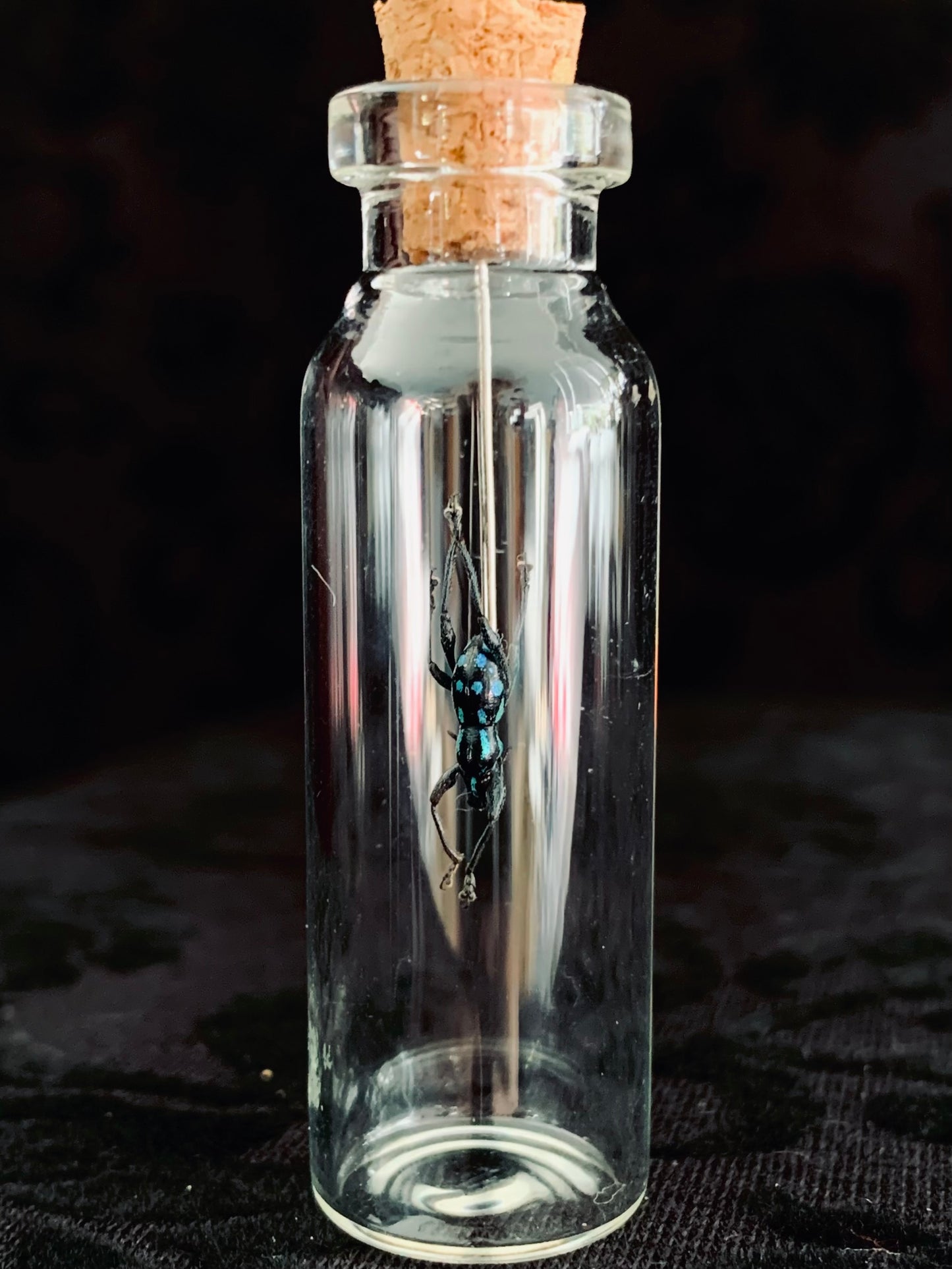 Metapocyrtus - Blue Spots mini curio jar