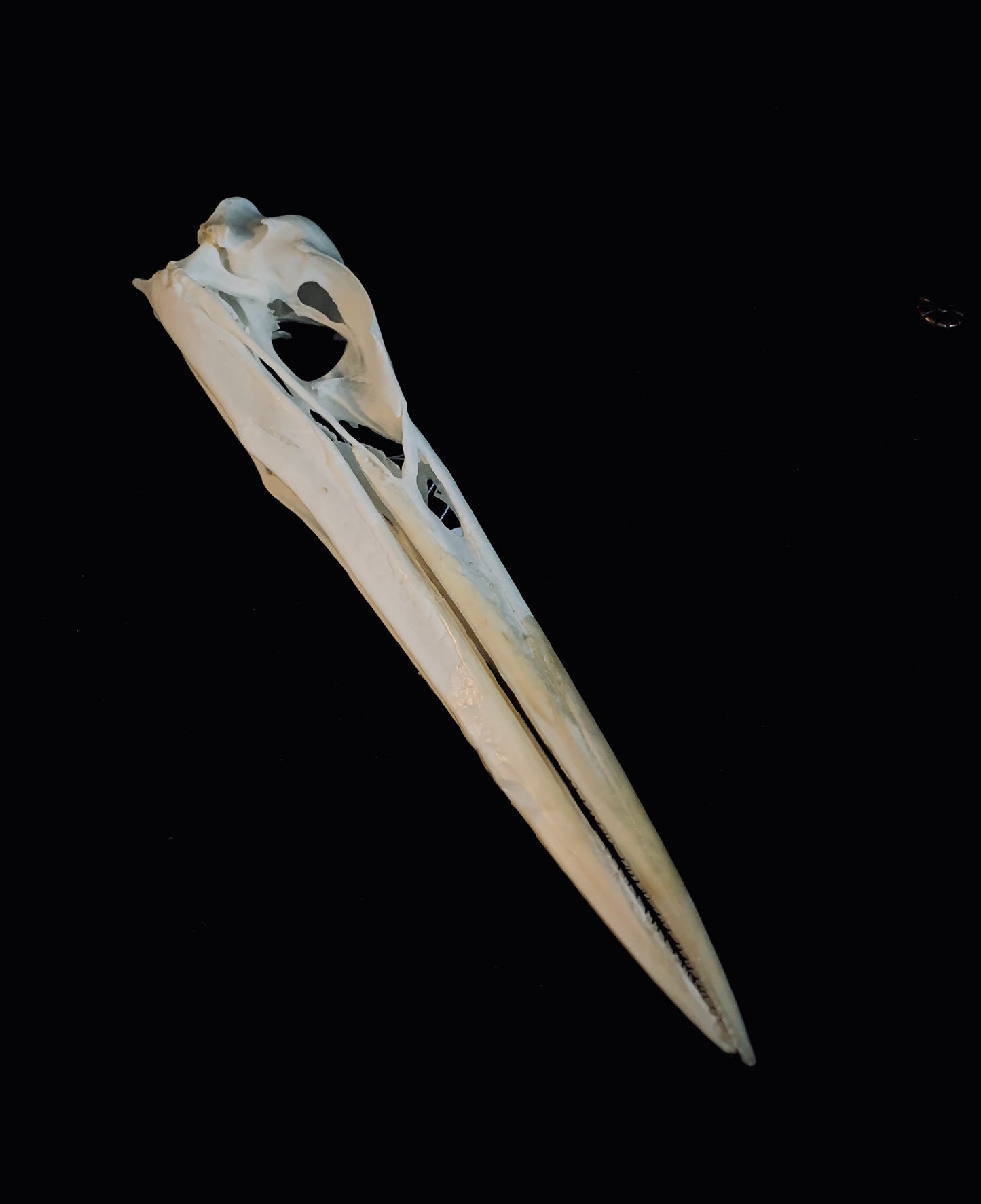 Grey Heron skull