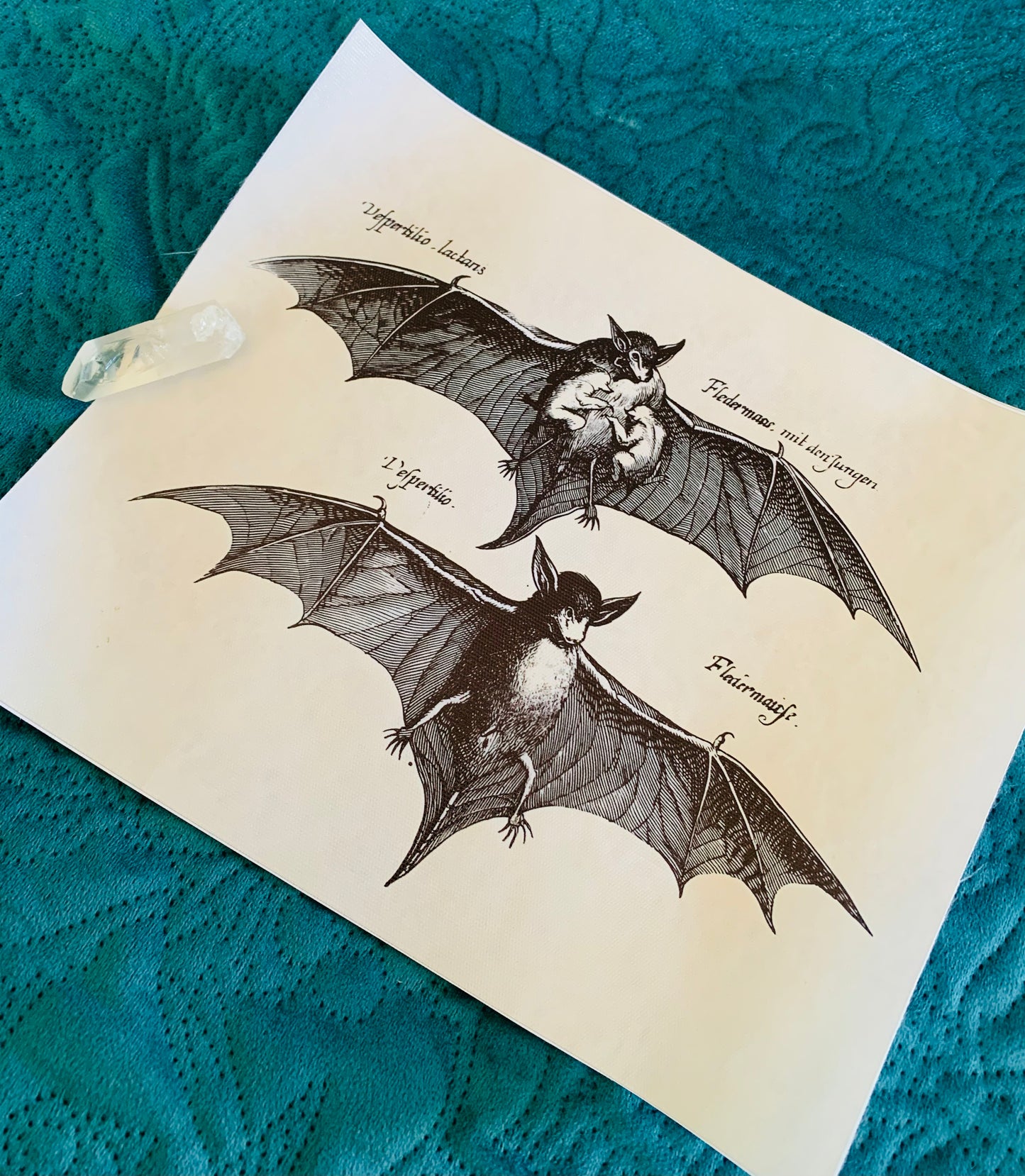 Bat canvas print