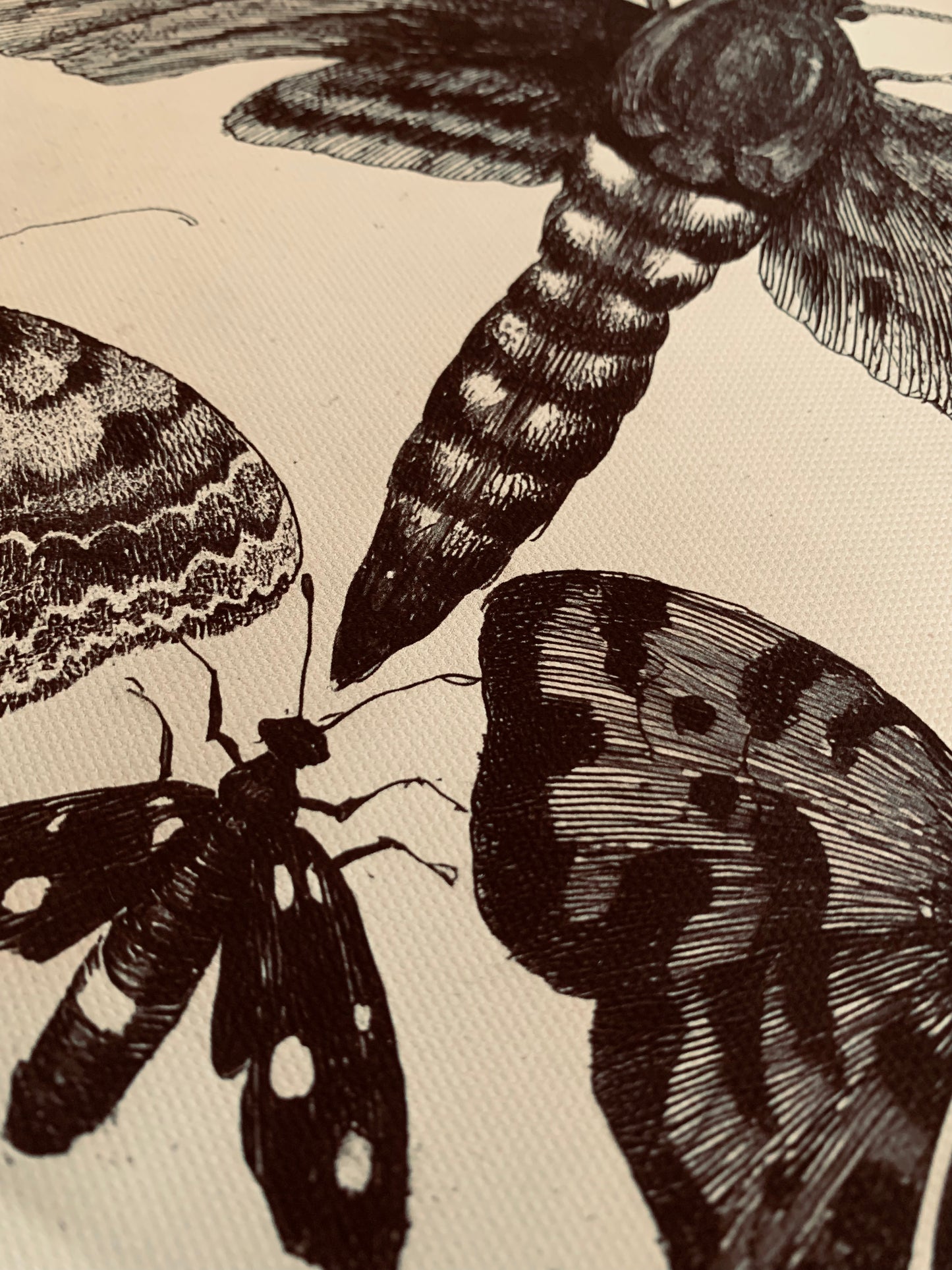 Moth canvas print