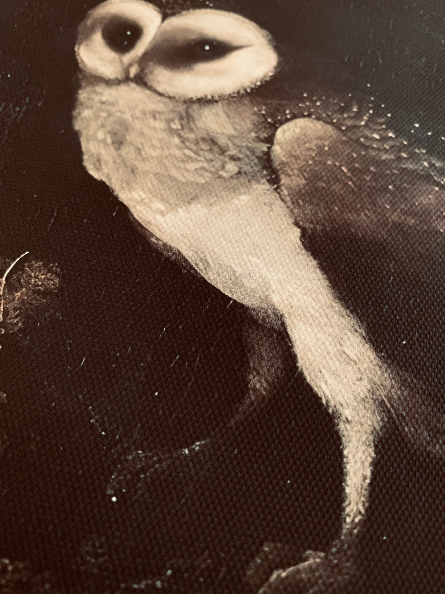 Owl canvas print