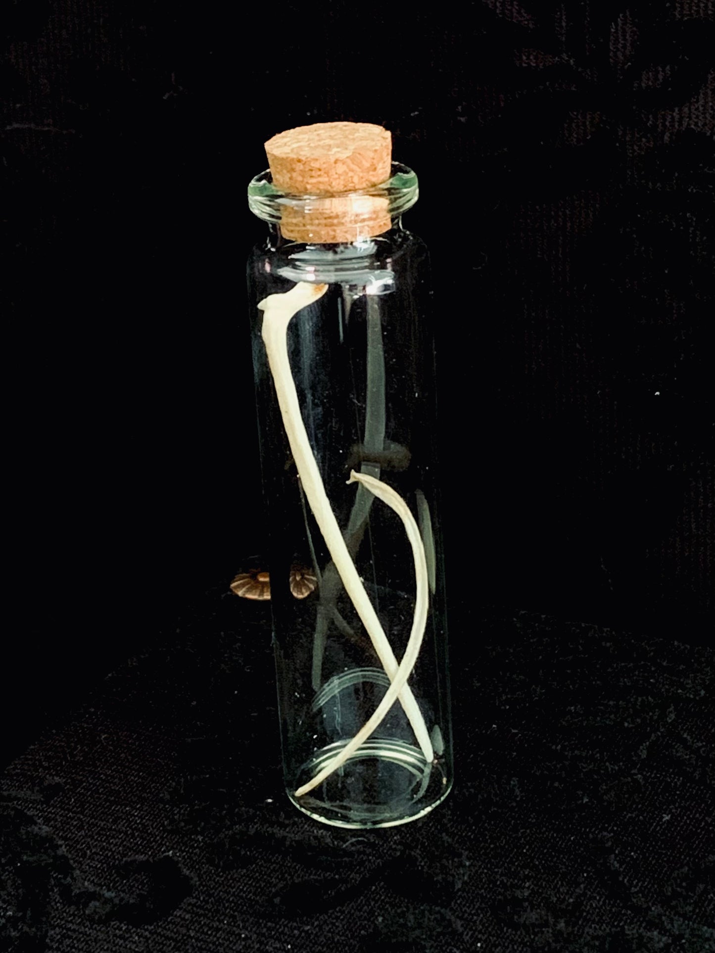 Bone curiosity jar