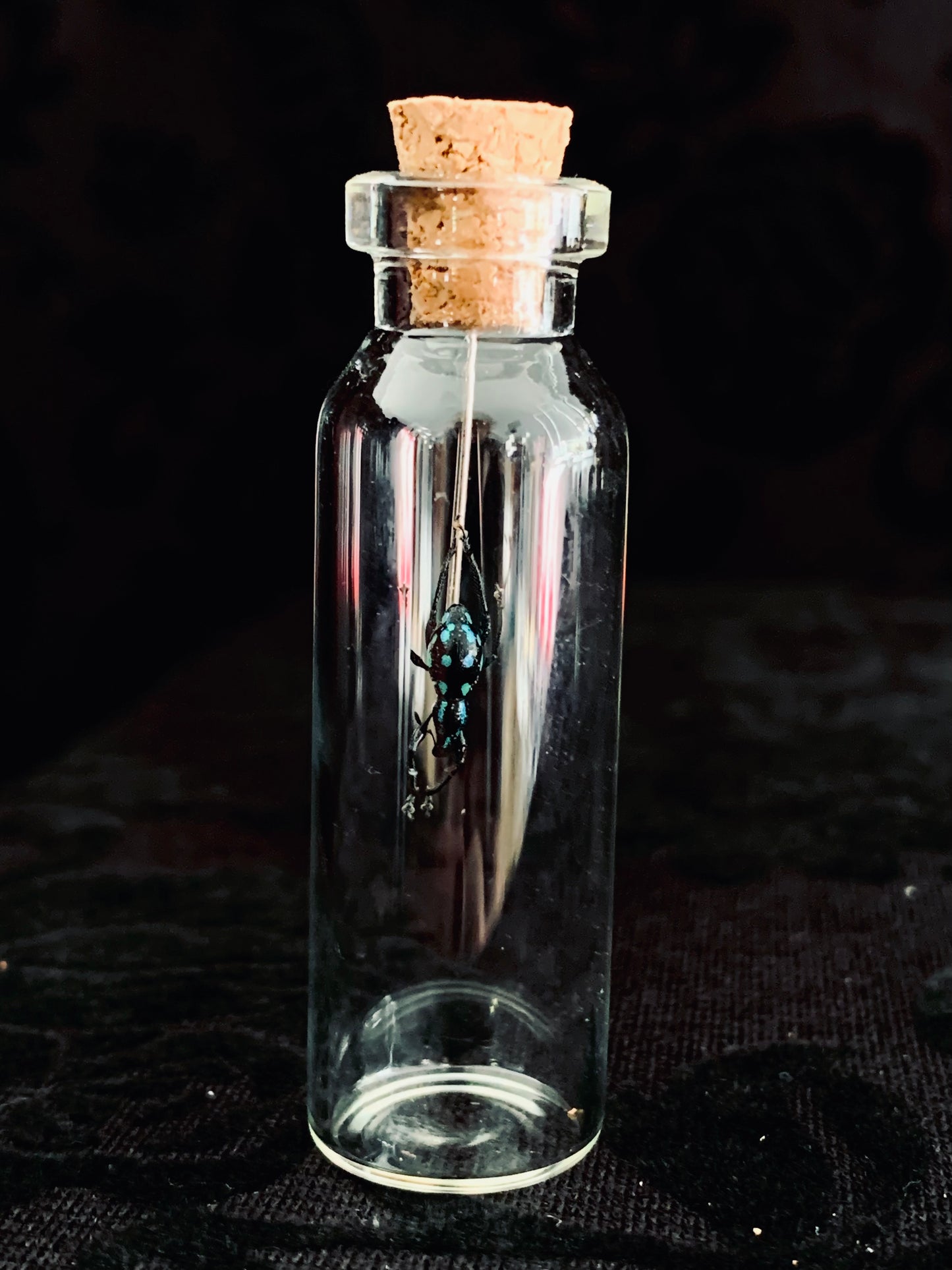 Metapocyrtus - Blue Spots mini curio jar