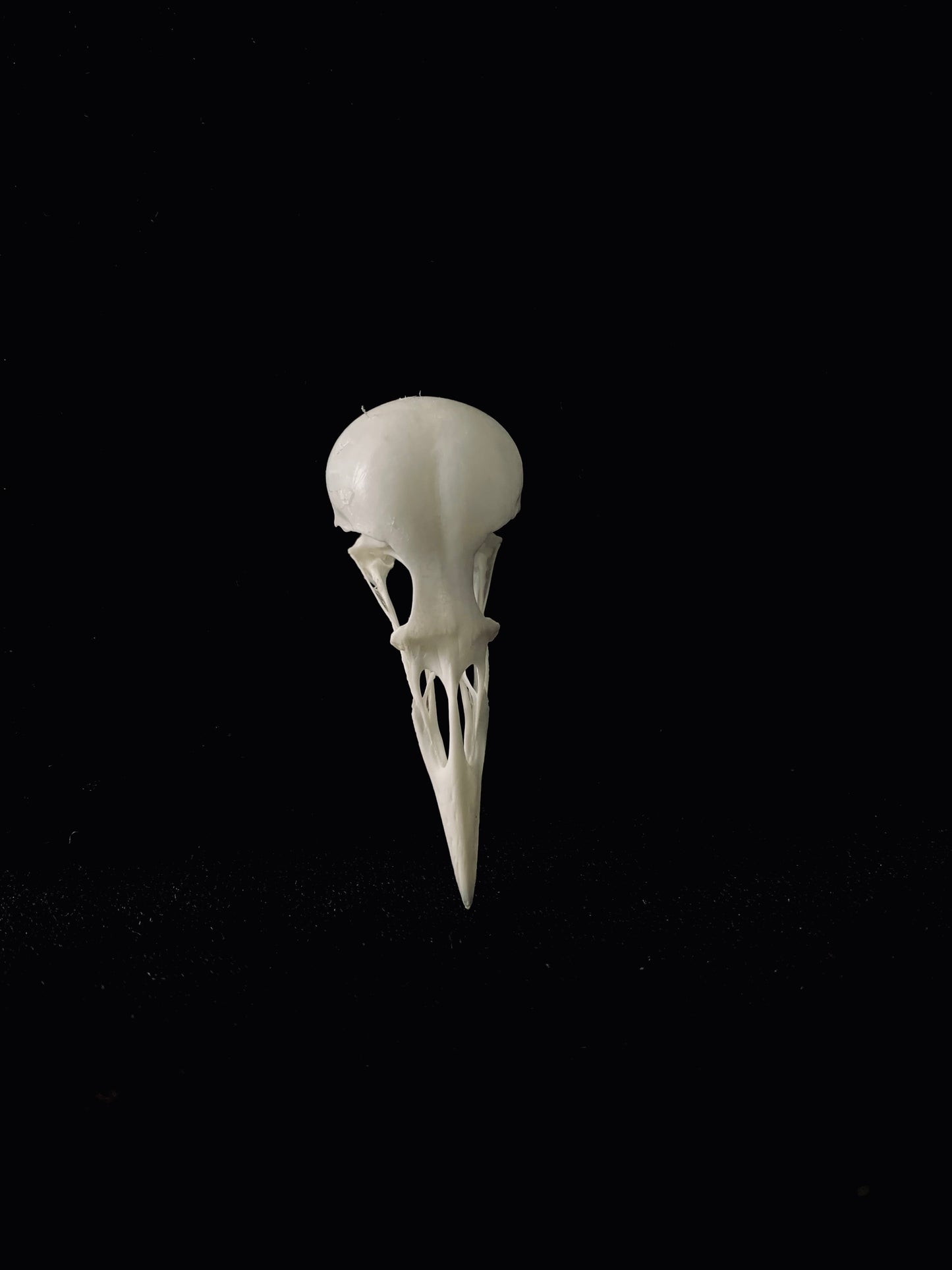 Starling skull
