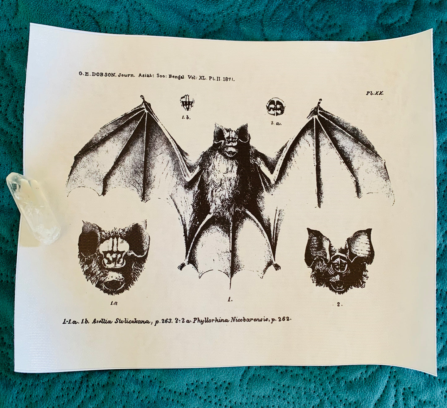 Bat canvas print
