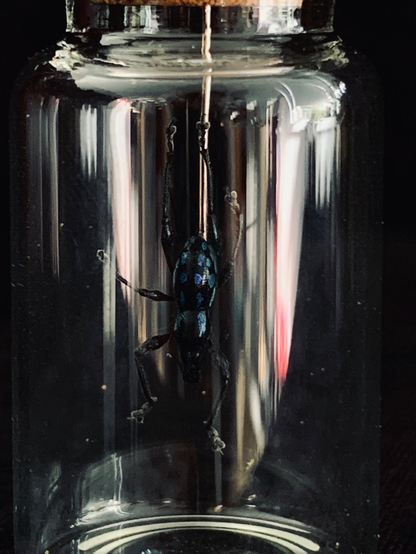 Metapocyrtus - Blue Spots mini curio jar