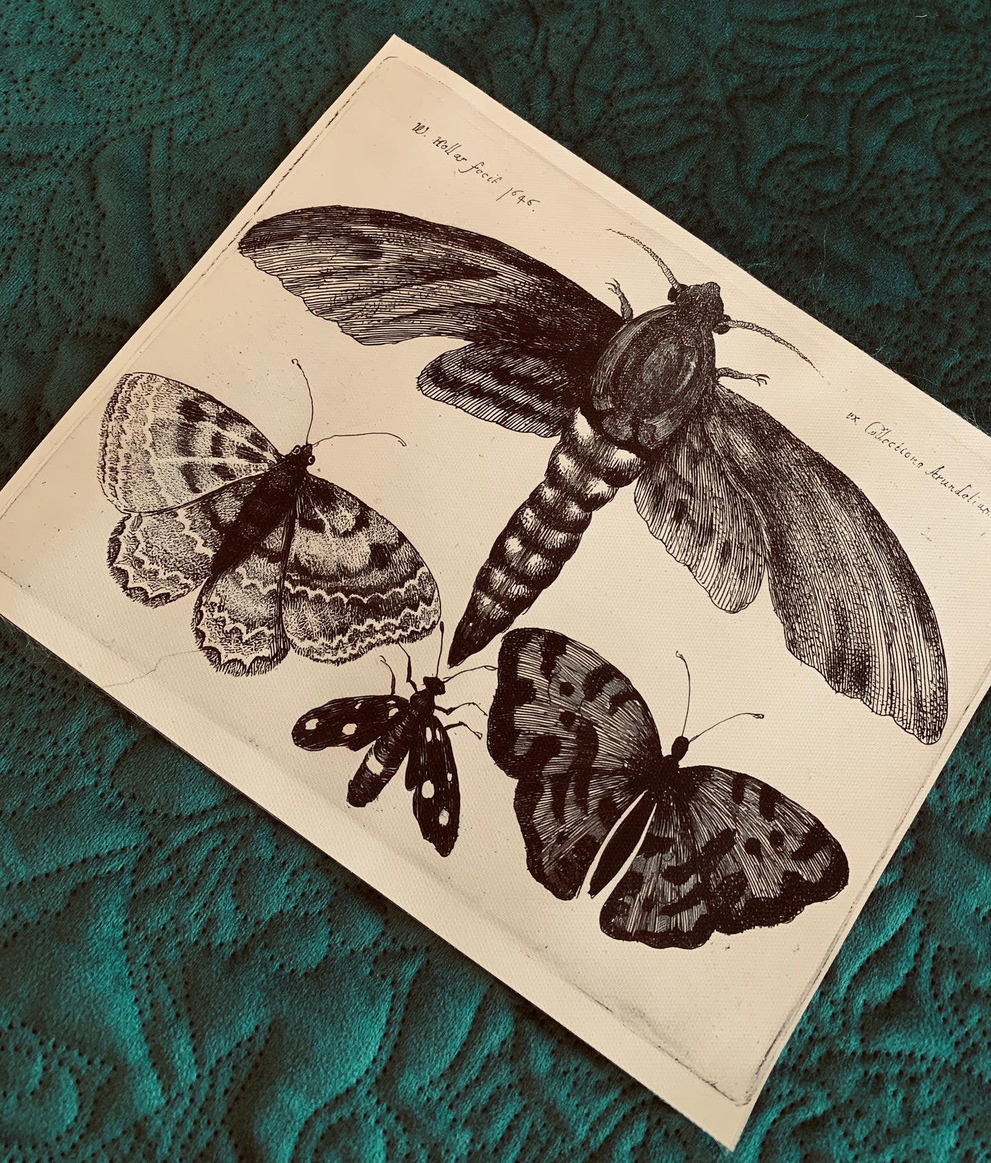 Moth canvas print