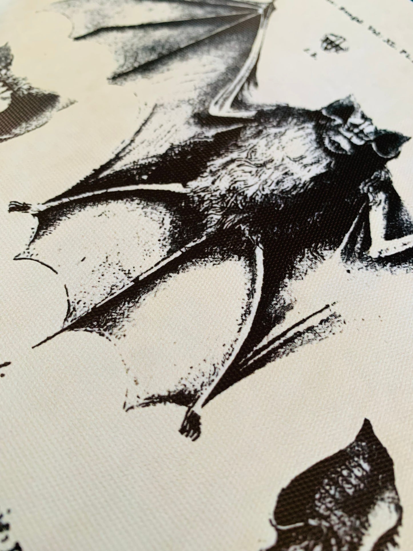 Bat canvas print
