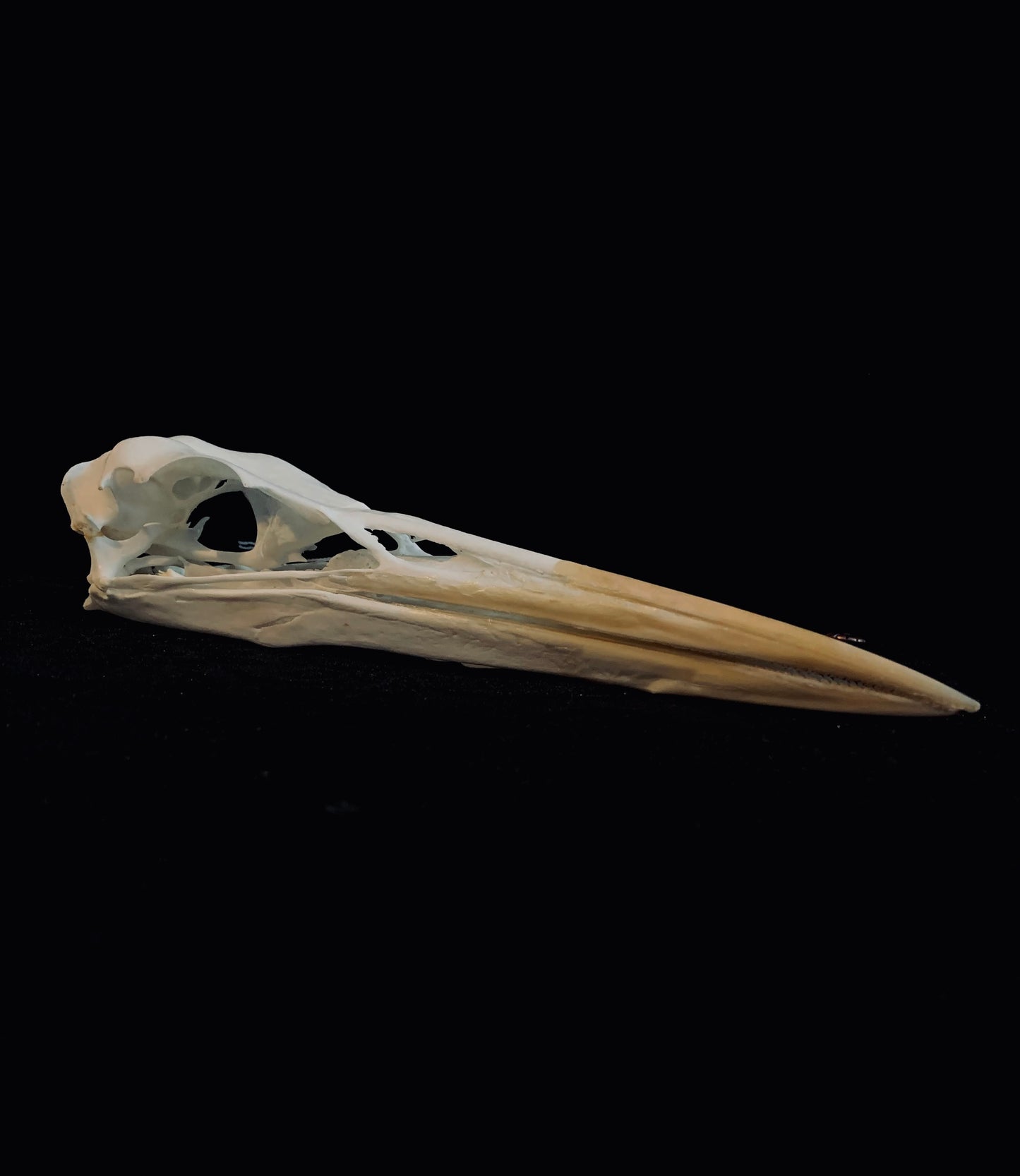 Grey Heron skull