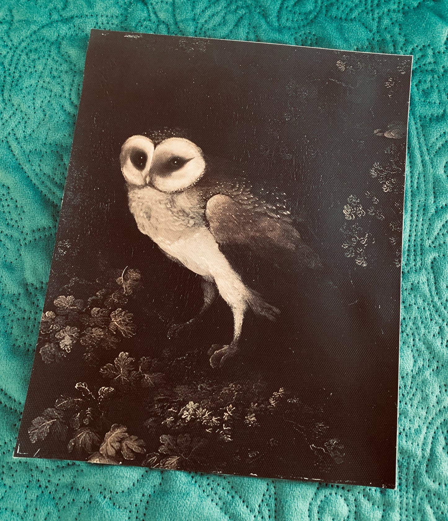 Owl canvas print