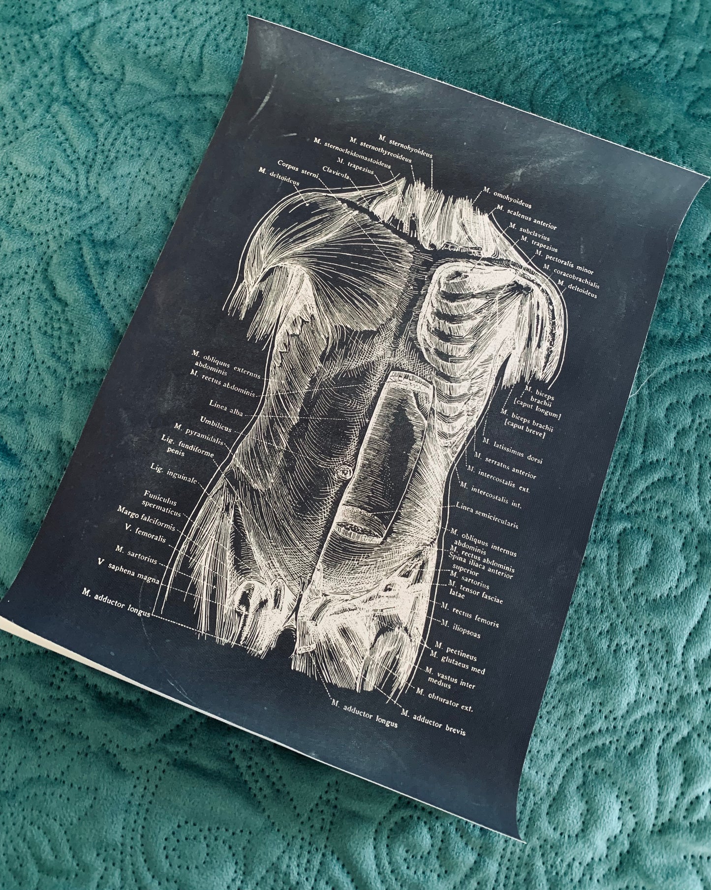 Anatomical front torso canvas print