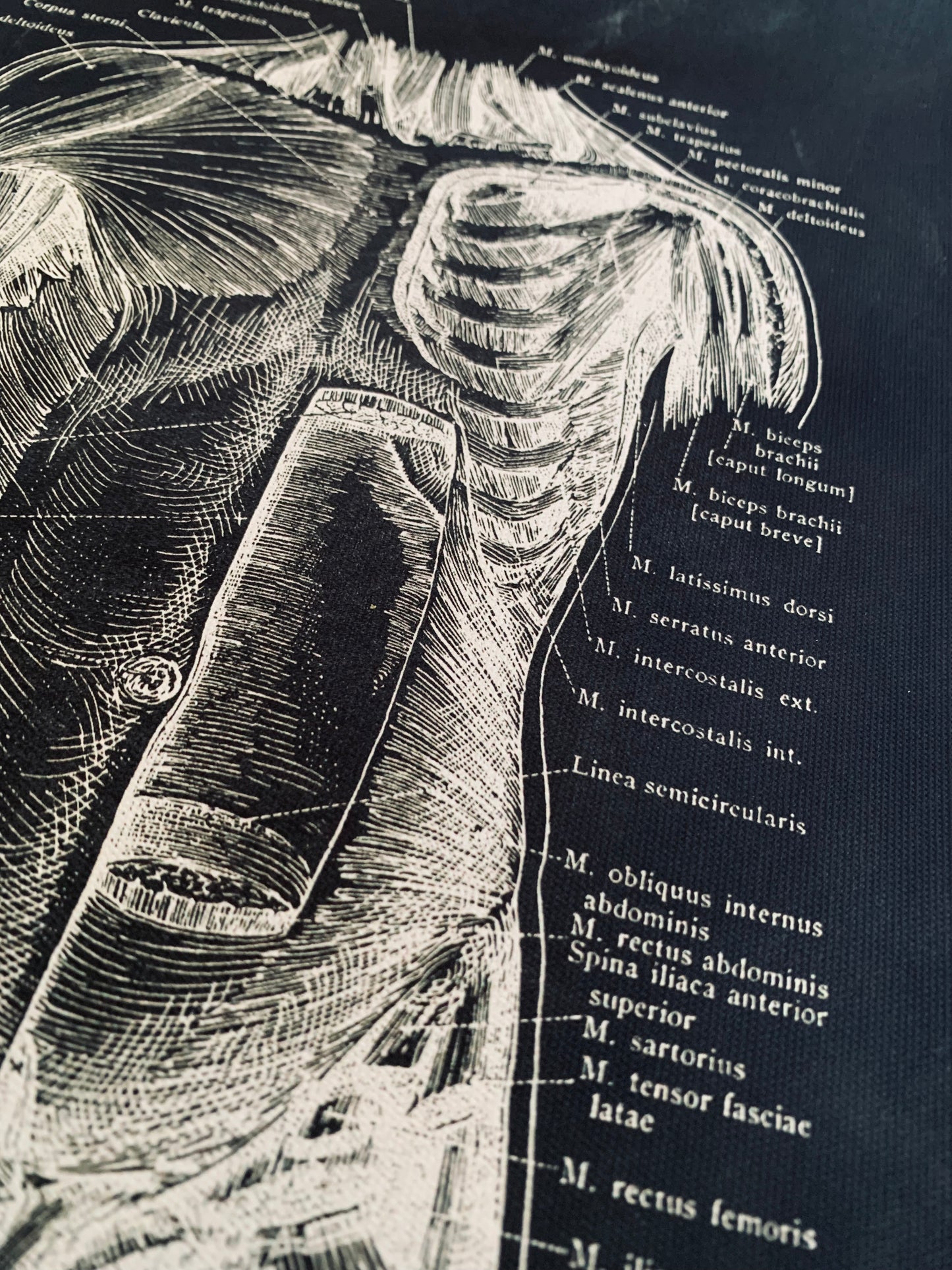 Anatomical front torso canvas print