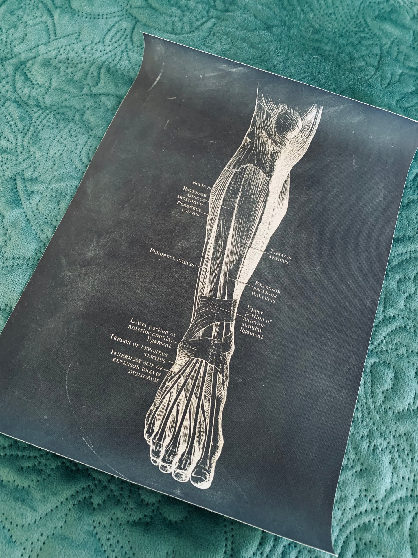 Anatomical leg canvas print