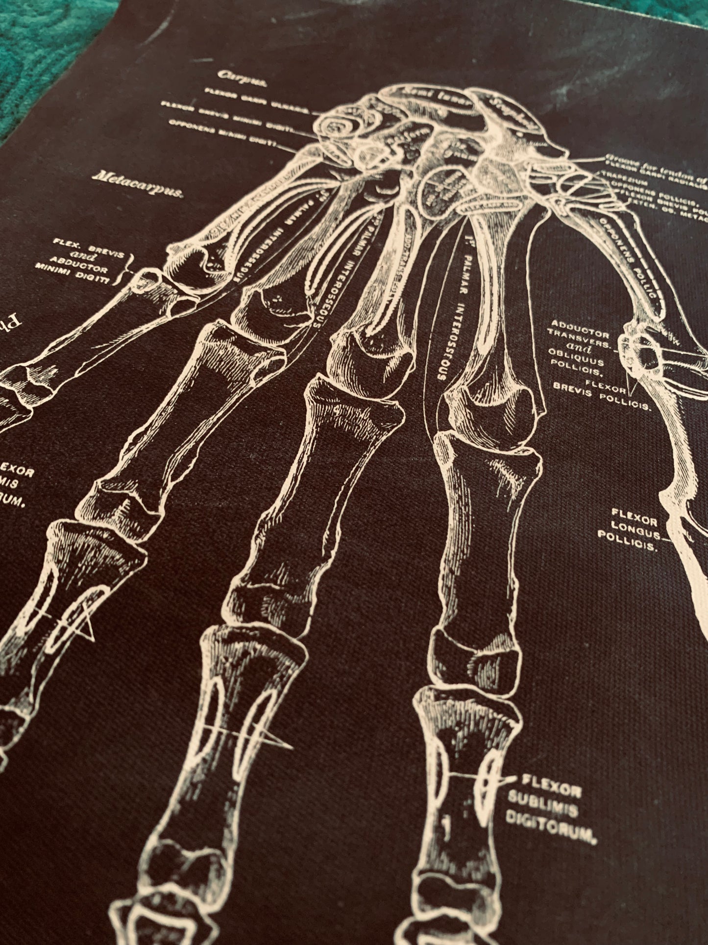 Hand anatomy canvas print
