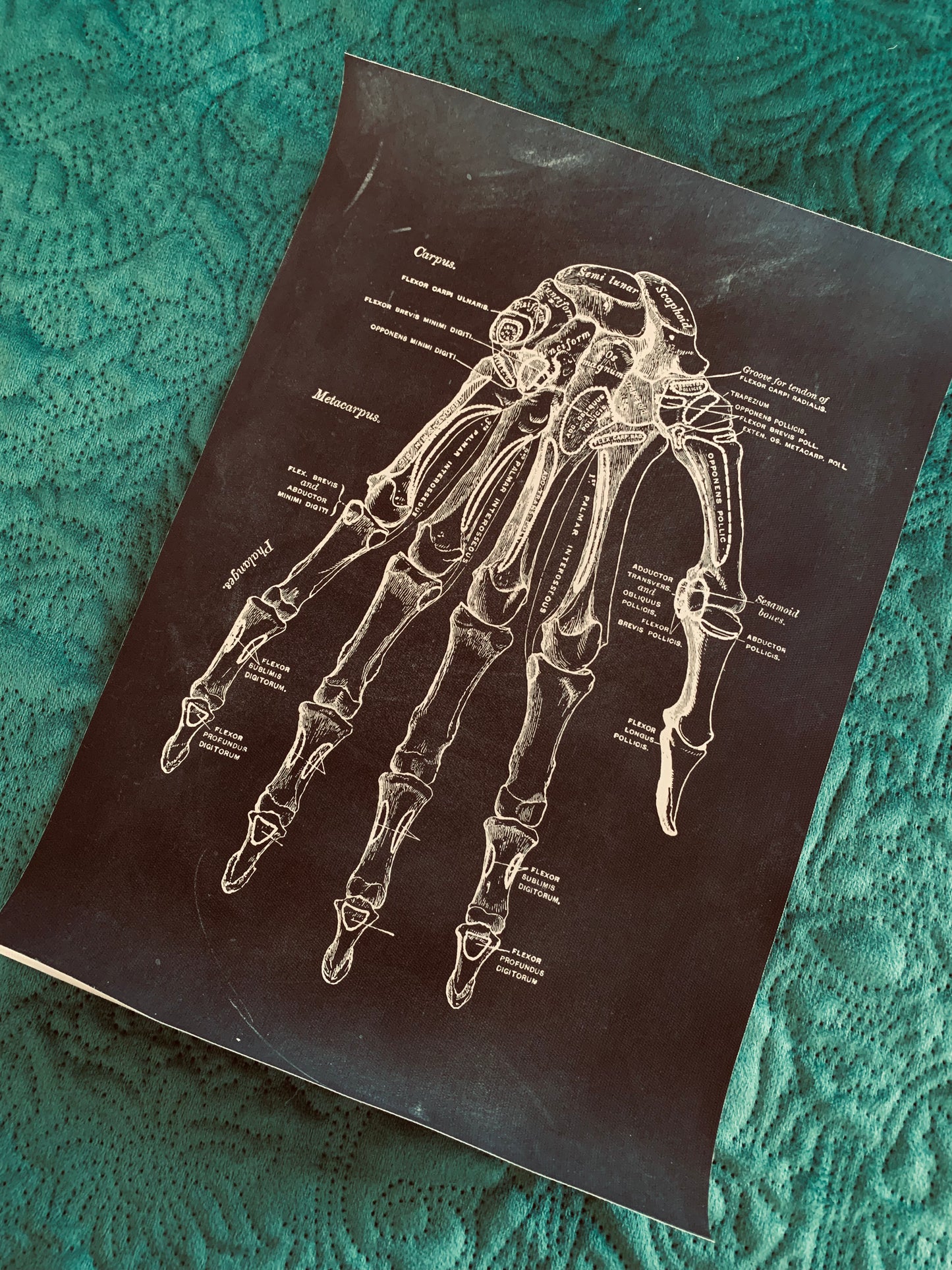 Hand anatomy canvas print