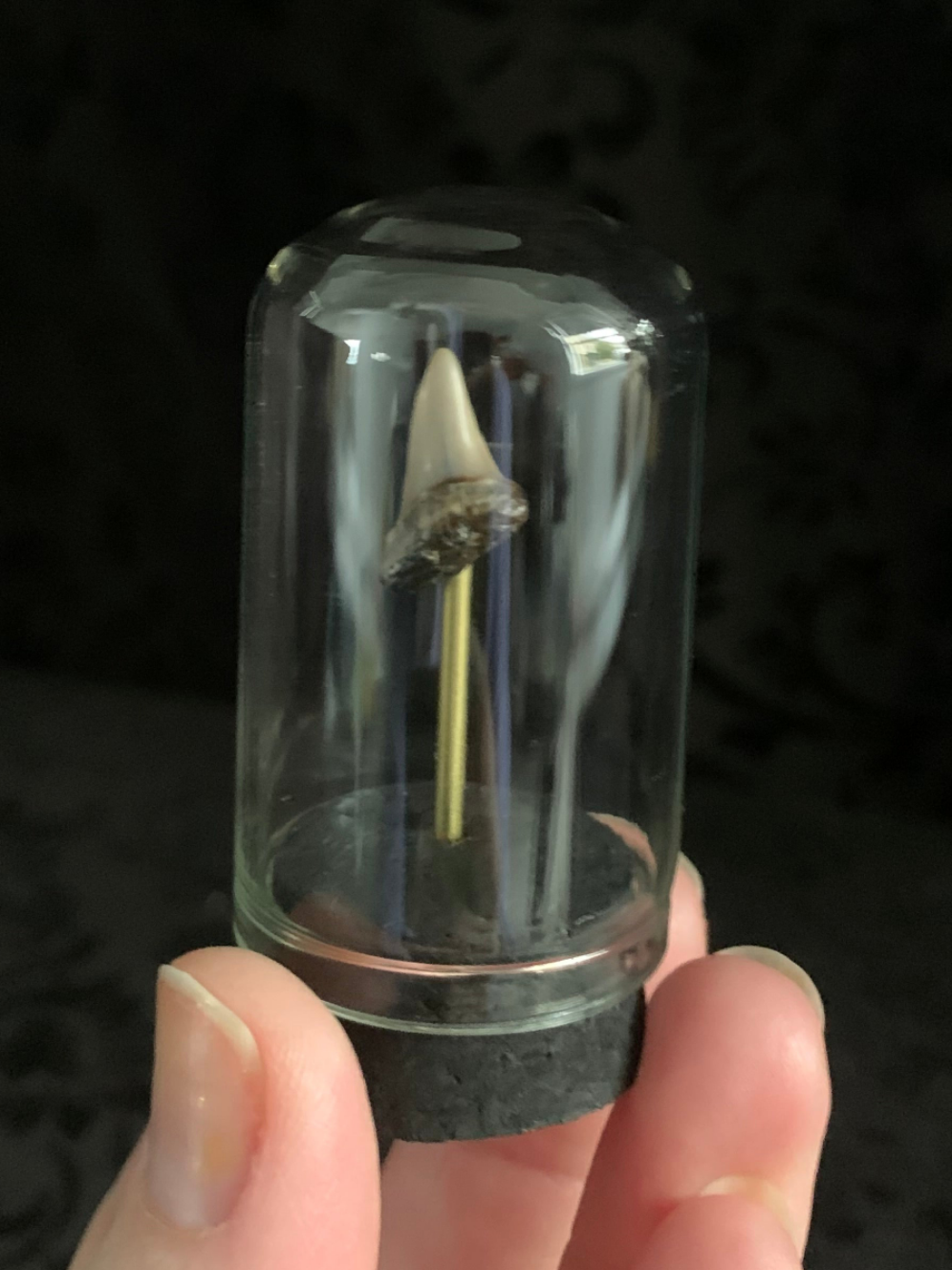 Fossilised shark tooth mini dome
