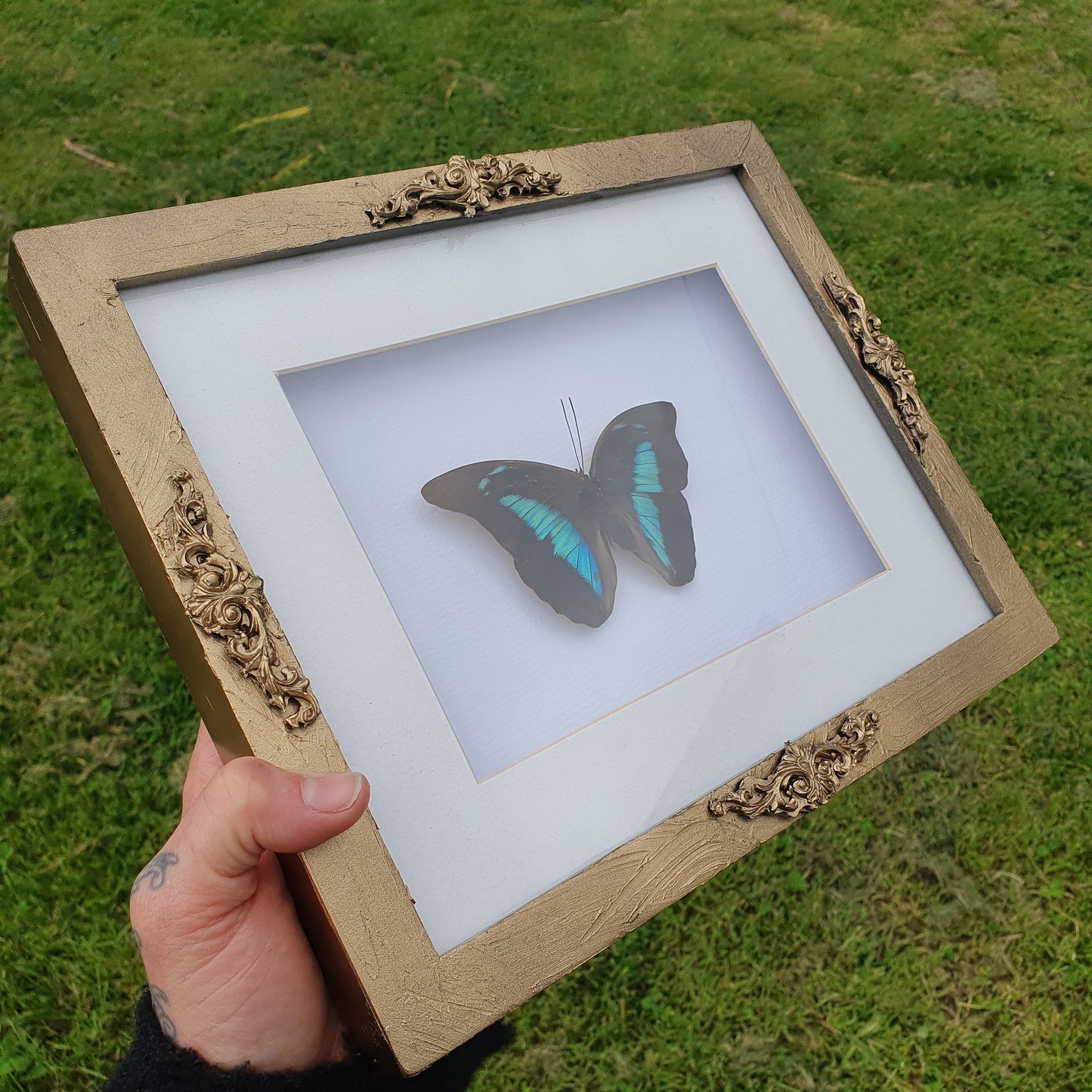 Preserved Peacock Swallowtail Butterfly in Vintage style Gold Frame