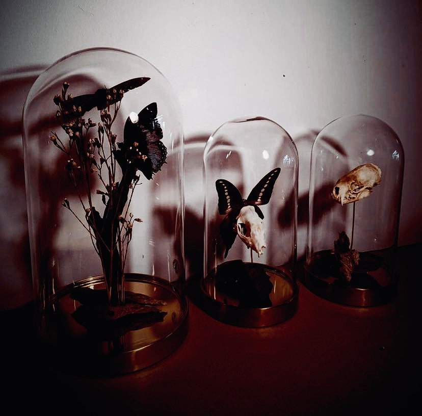 Preserved Terrariums by Skollish