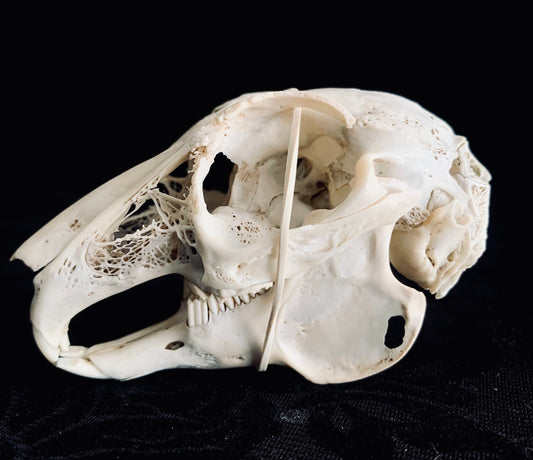 Large rabbit skull