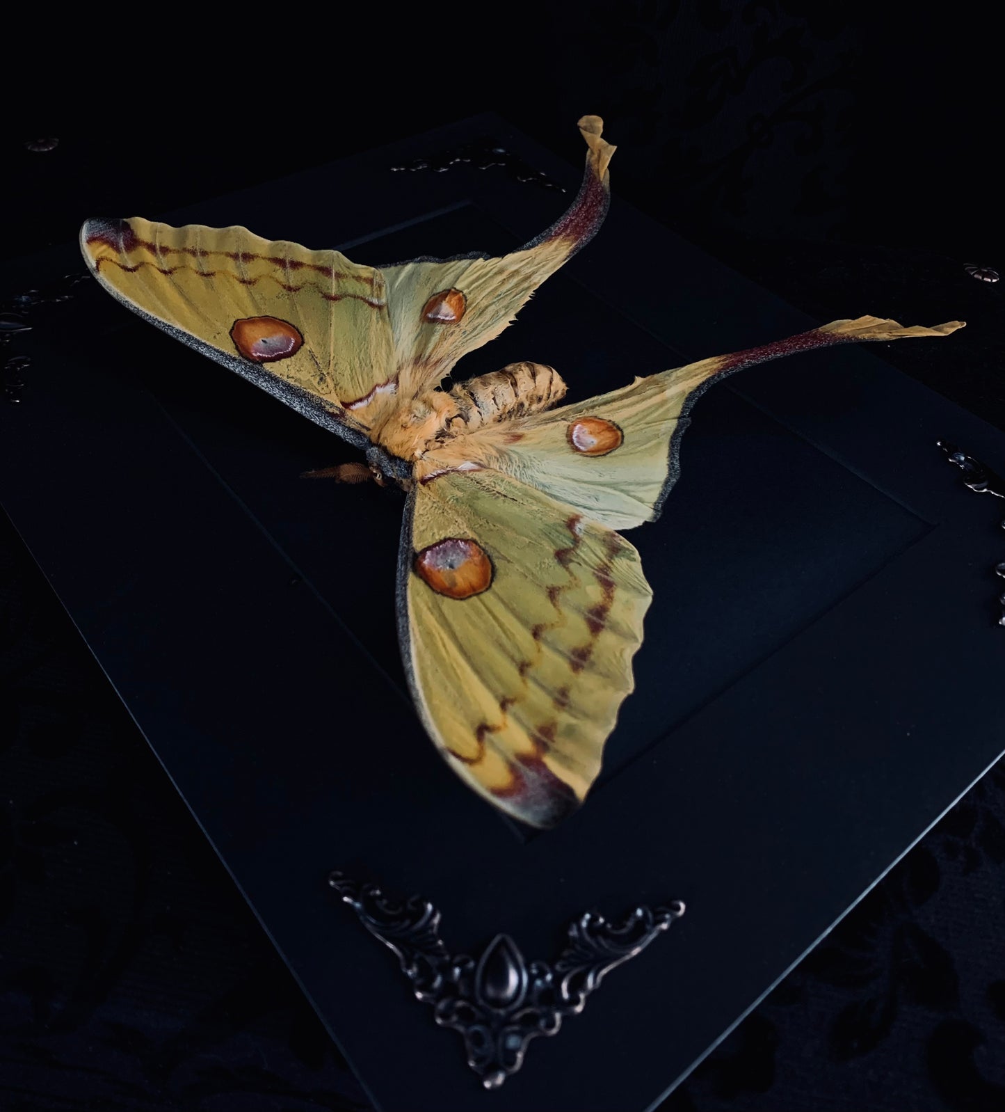 Female Moon Moth in shadow box frame