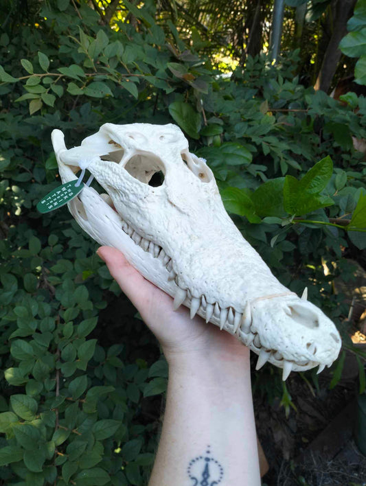 Crocodile skull 32cm