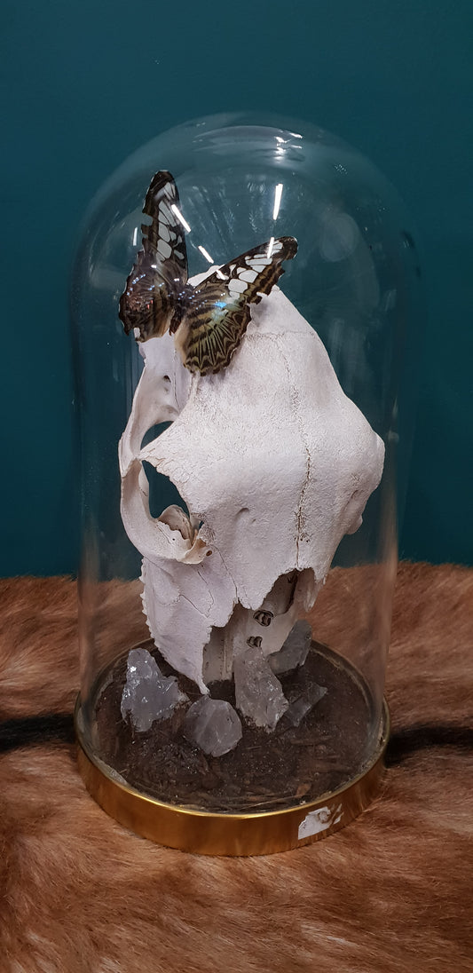 Sheep Skull w/ Quartz & Butterfly Dome