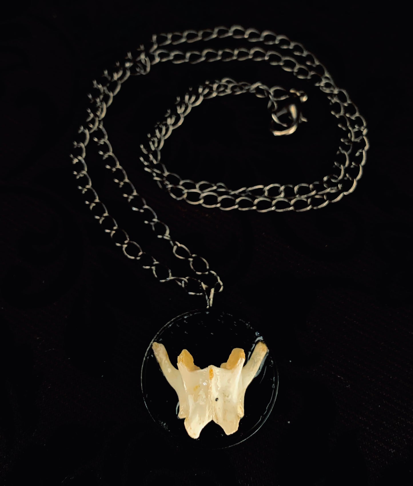 Feral cat vertebrae necklace