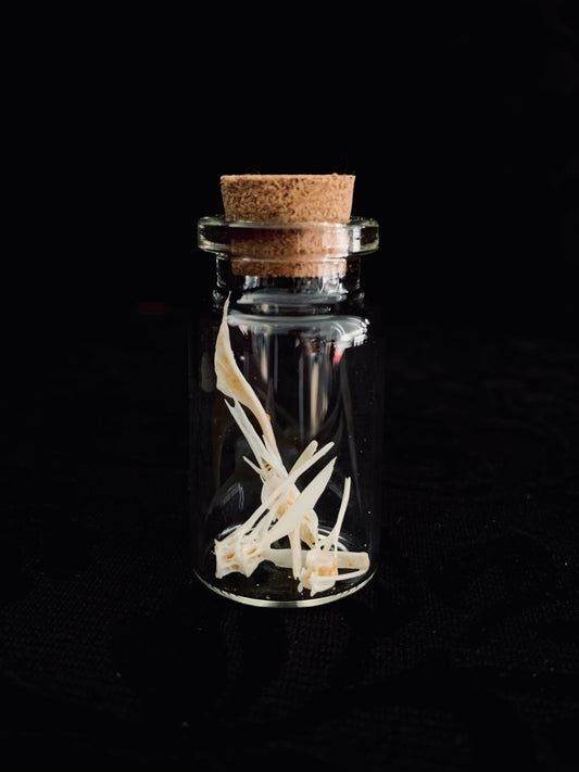 Mini Vertebrae curio jar - short
