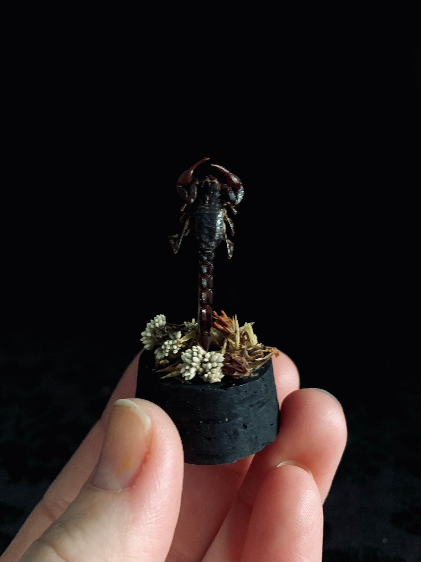 Scorpion mini dome