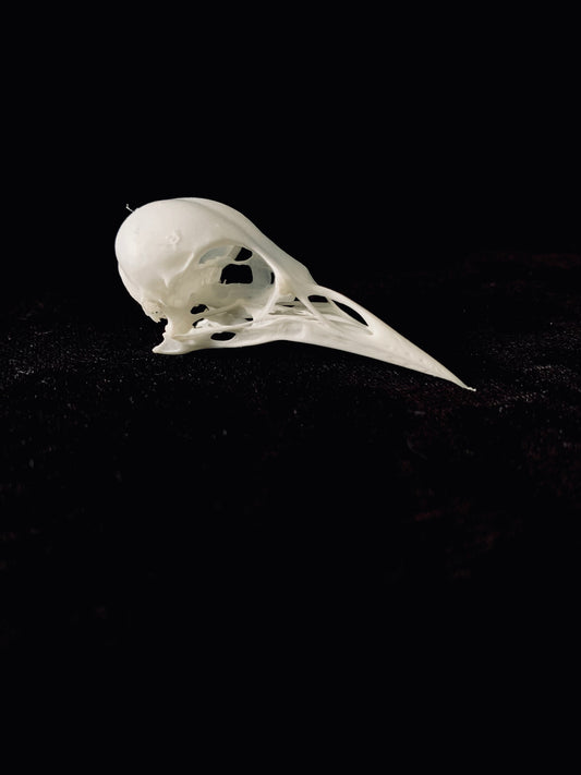 Starling skull