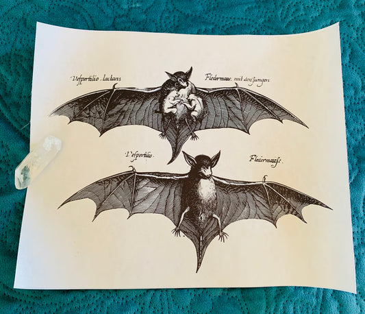 Bat canvas print