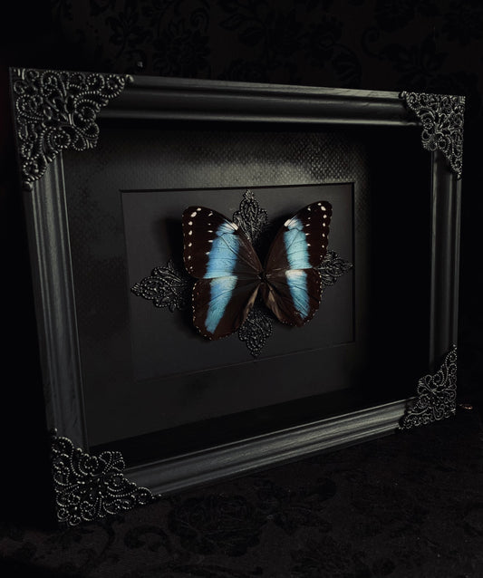 Morpho Achilles