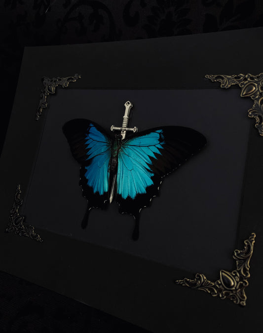 ‘Midnight Beauty’  Papilio Ulysses shadowbox frame